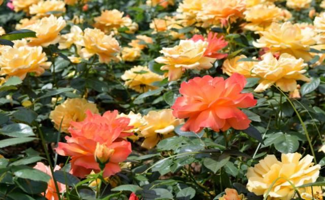  『拍摄于』月季，花开时节动商城