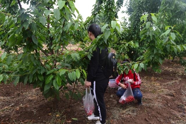  「抢购一空」120元一斤，亩销售25万，未上市就被抢购一空，什么水果？