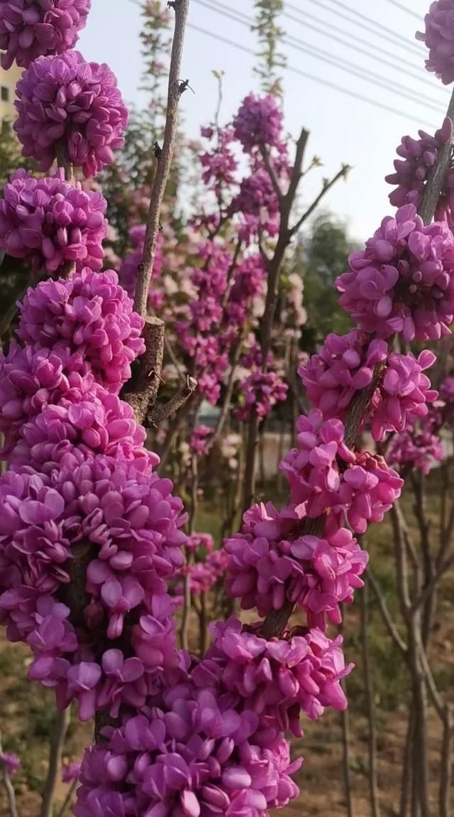  『柳丝』枝头柳丝绿，陌上花又红