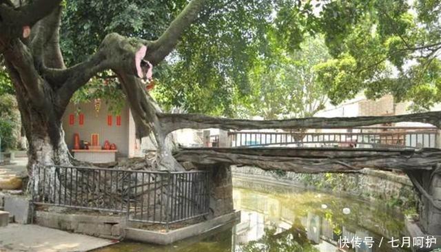 国内一棵奇特的古树，有300多岁，存活在闹市中，还成了一座桥！