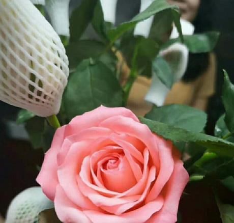  「粉嫩」喜欢菊花，不如养盆“玫瑰珍品”御用马车，粉嫩可爱，飘香四溢