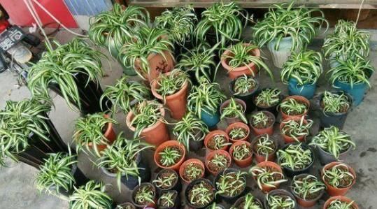  不难|七分水、三分肥养花：生长期、花期用对肥，植物长个、开花不难