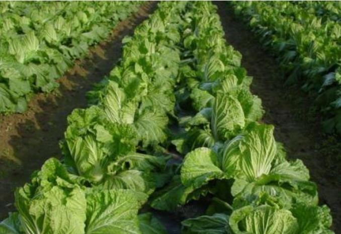  「用人」老百姓快看，农民用人的粪尿浇菜，专家说不卫生，你怎