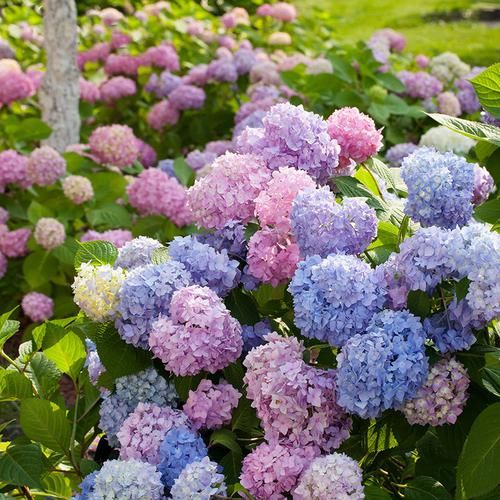  [花钱买]建议家里有空地：鲜花不再花钱买，阳台种一盆，天天采不完