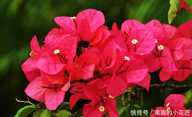  艳丽@喜欢在家中养护花卉，就选择花色艳丽，花开爆盆，花期长的5种花
