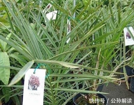  「引得」盆栽“枣树”十多年,今年终于结果子了,引得邻居全来凑热闹