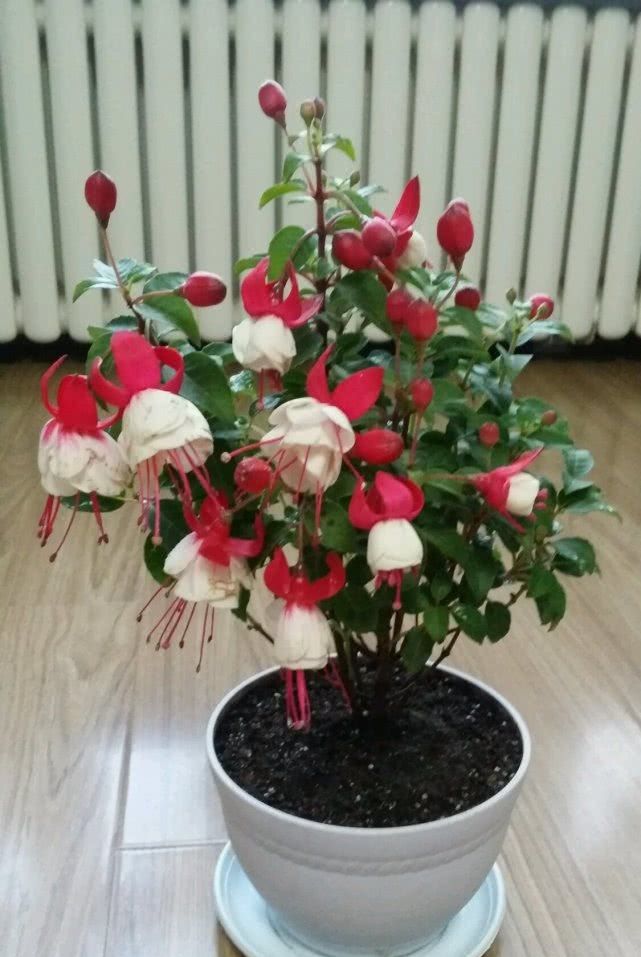  「养花」盆栽养花就选它，花似“红灯”笼颜值高，全年开花养护又简单！