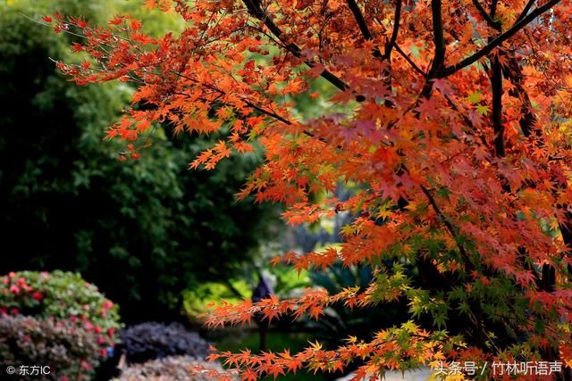 遇见秋，犹如故人归，愿时光多一些明媚，岁月静好，你亦无恙！