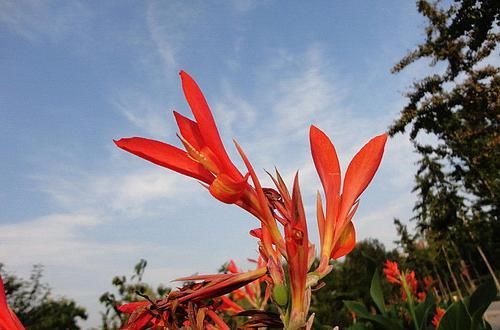 火炬■山沟沟里一种野生植物。花朵像火炬,大多数人不了解它