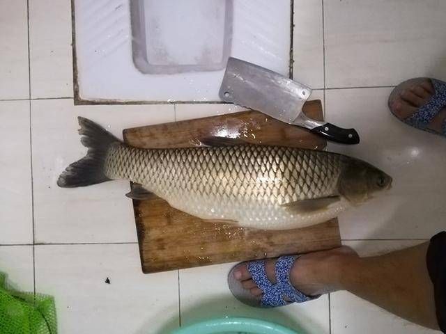 「好玩」野钓就是好玩,每次都能破记录,一条鱼爆护的感觉实在太爽了!