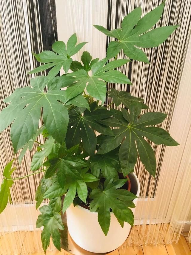  『植是』在树荫下养着仍能开花的八角金盘，养成室内观叶绿植是不错的选择