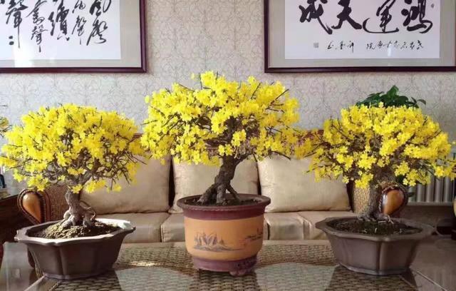  『迎春花』春天的“头牌”迎春花，这样养，春节满金花，满屋生辉