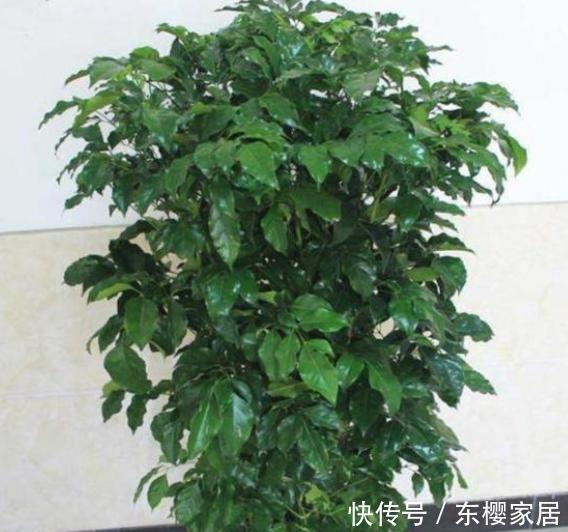 「根系出问题」幸福树叶片卷曲打蔫,可不要不管它,这是在向你发“信号”呢!