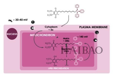 定制臻白无瑕肌，新西兰MitoQ(MitoQ)首款美白丸震撼发布!