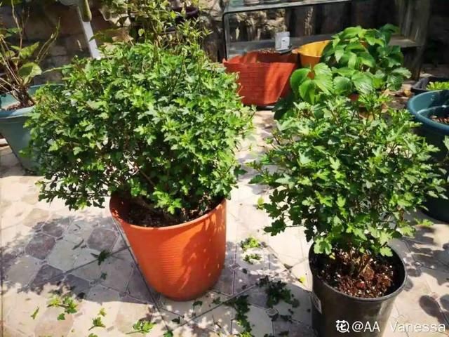  『照好的地方』4月养花，这6件事必须做，晚了再也不开花！