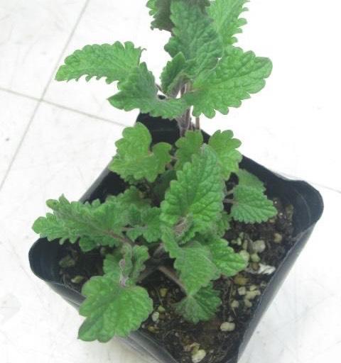 『漂亮』4种驱蚊“盆栽”,养1盆放家里,蚊子不见了,好养、芳香又漂亮