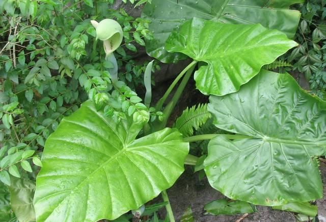  『种植』长得像芋头，但是有毒，当观赏植物种植很好看，可别误食