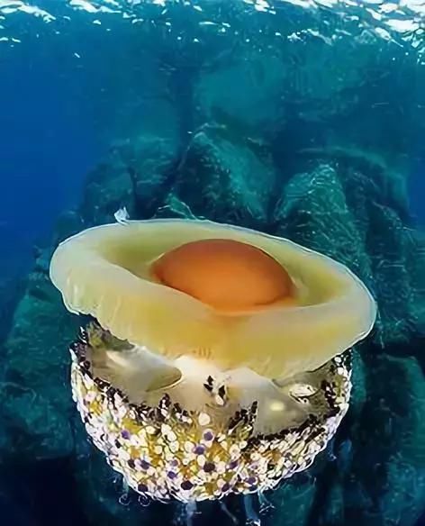 绝世照片，轰动世界