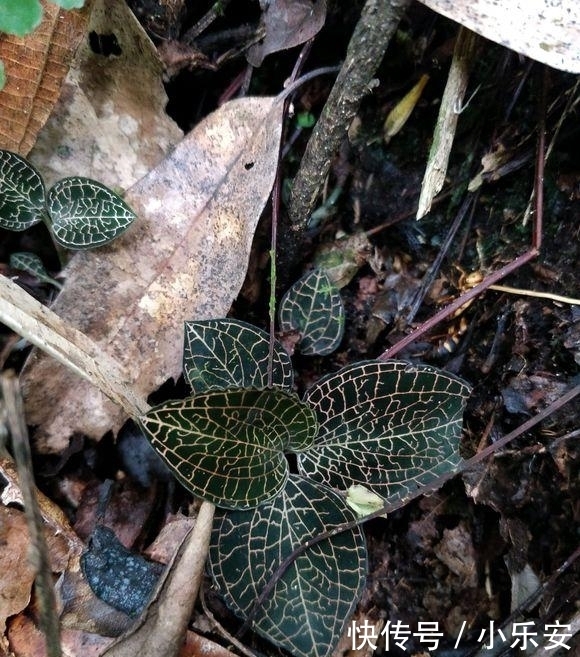  #见到#1种野草被称为“软黄金”，农村树下就有，见到了别踩，很