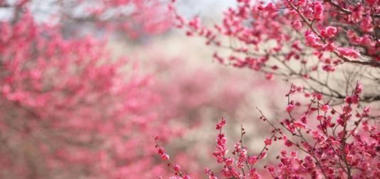 花朵■茶靡花盛开满树花,颜值高雅美极了,好养容易活