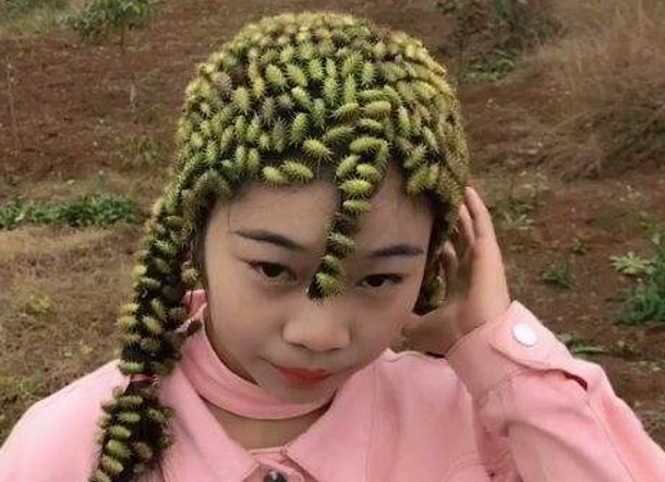  果实@果实盛产，会粘头发，却是名贵药材，人称“小刺猬”