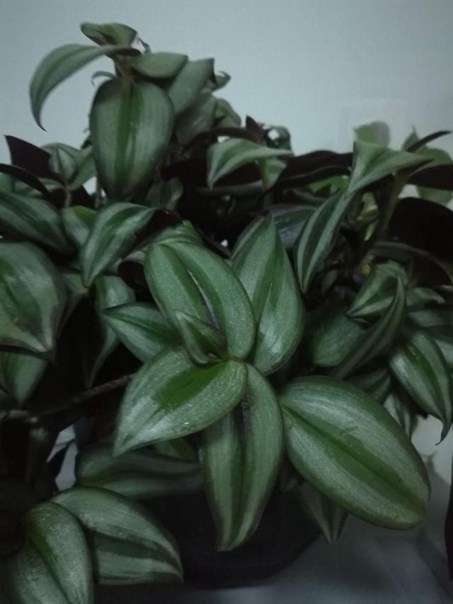 「家里」这花就叫“喜荫花”,光照不足都能开花,太美了!