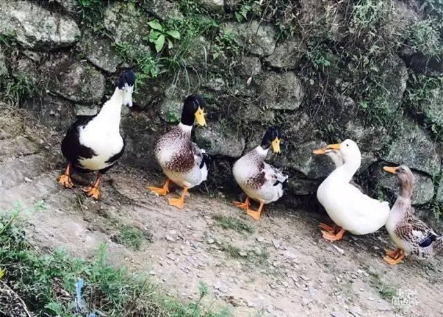 南宁深山藏了个清代古村庄，土瓦房、石板路…山色葱葱，宁静闲适