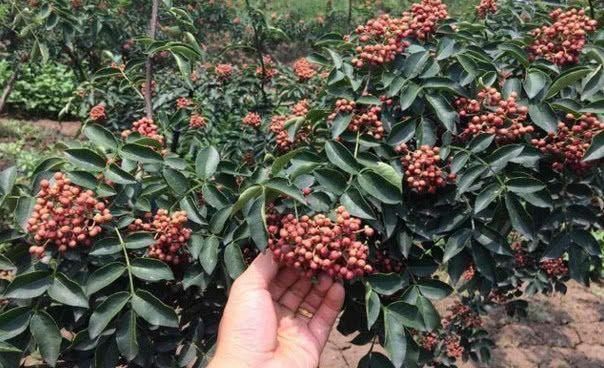 在超市一斤卖到50块，但是农民不愿意种，这是为什么呢