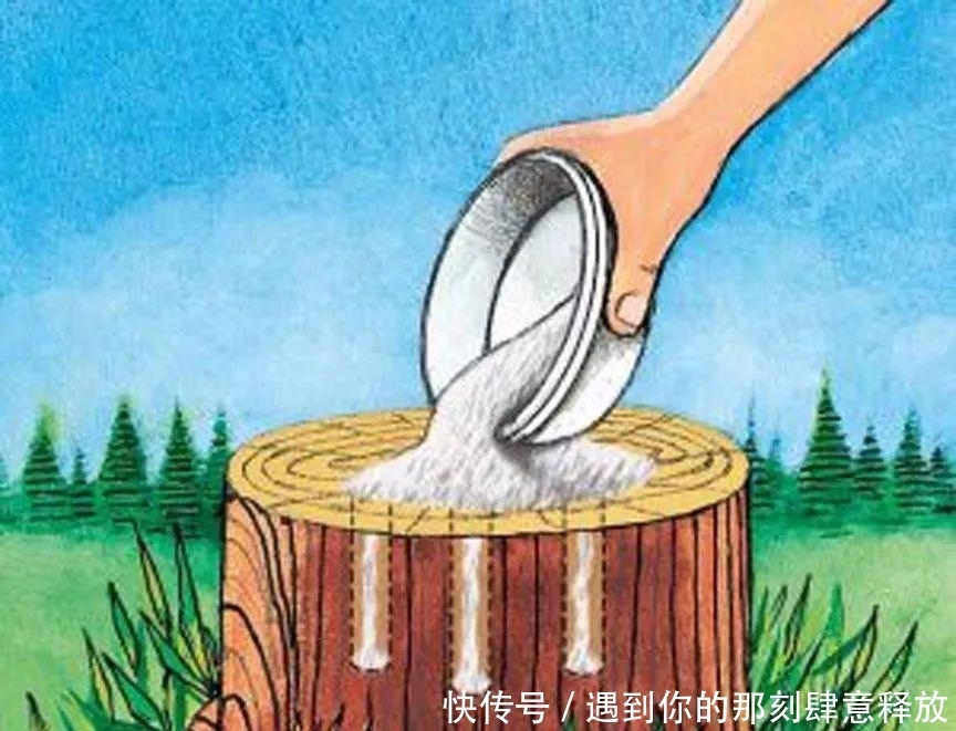 除草剂|门前大树桩用这些方法就能轻松去除,你更青睐哪种技巧?