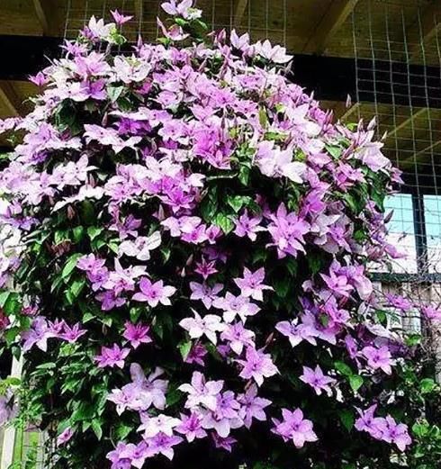  人人：4种爬藤花，只要有院子，一准成花海，人人进院不想走