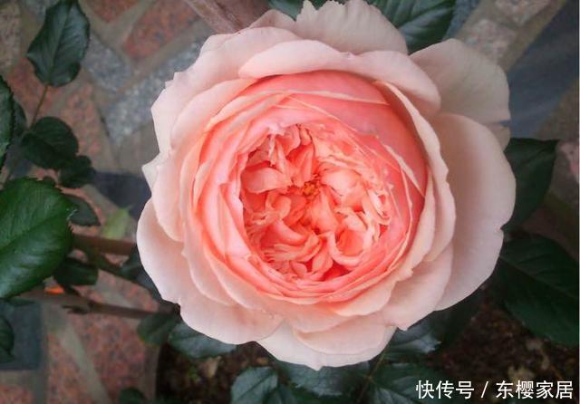 「只养」只养这1种花,就能打造绝美花园和阳台!月季品种和养护要点!