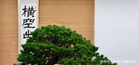 中国盆景艺术五大流派，历史悠久博大精深，完爆日本制式盆景！