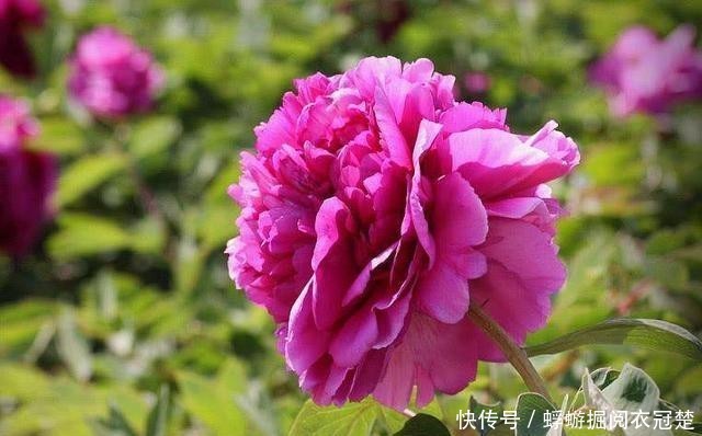  『种植』牡丹：国色也是世界色