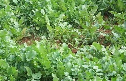  「萝卜」农民种萝卜，掌握好萝卜摘叶的方法，也能让萝卜高产