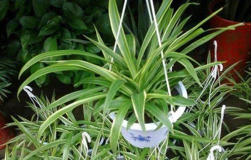  『绿萝』吊兰绿萝，想做邻居，要有“时间限制”，互相伤害，两败俱伤