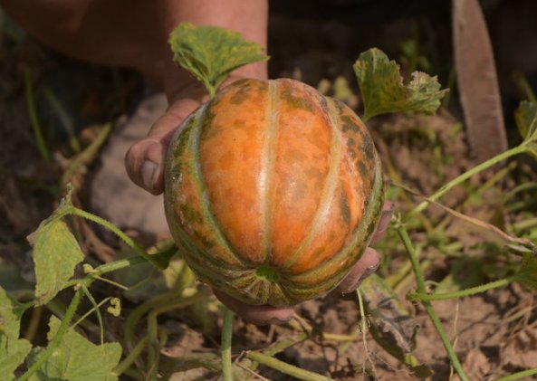  [品种]农村老大爷种植一种甜瓜，品种稀罕濒临灭绝，老人们最喜