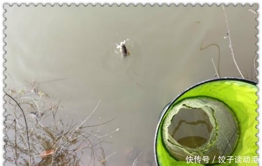 『大草』金圭鲤干上大草,顾不及断线跑鱼