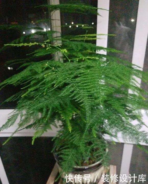 「新芽」春天文竹不冒笋,4处记得改善,做对了新芽猛窜长爆盆!