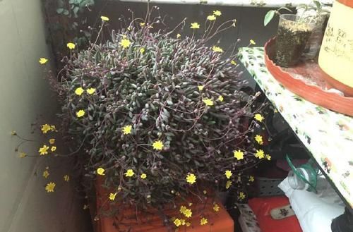 『翩翩』喜欢菊花,不如养盆“稀有品种”兼六白菊,似翩翩仙女,小巧玲珑