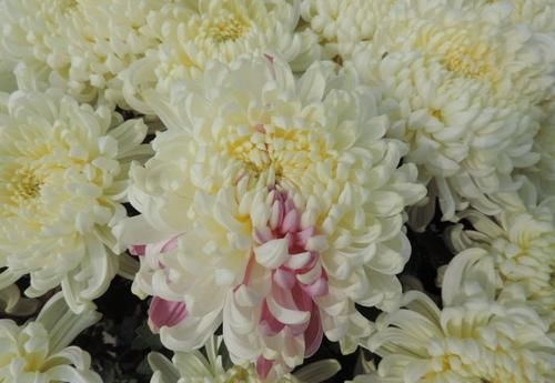  『光叶子花』喜欢菊花，不如养盆“精品名菊”二乔，似两只鸳鸯，恩爱不分离