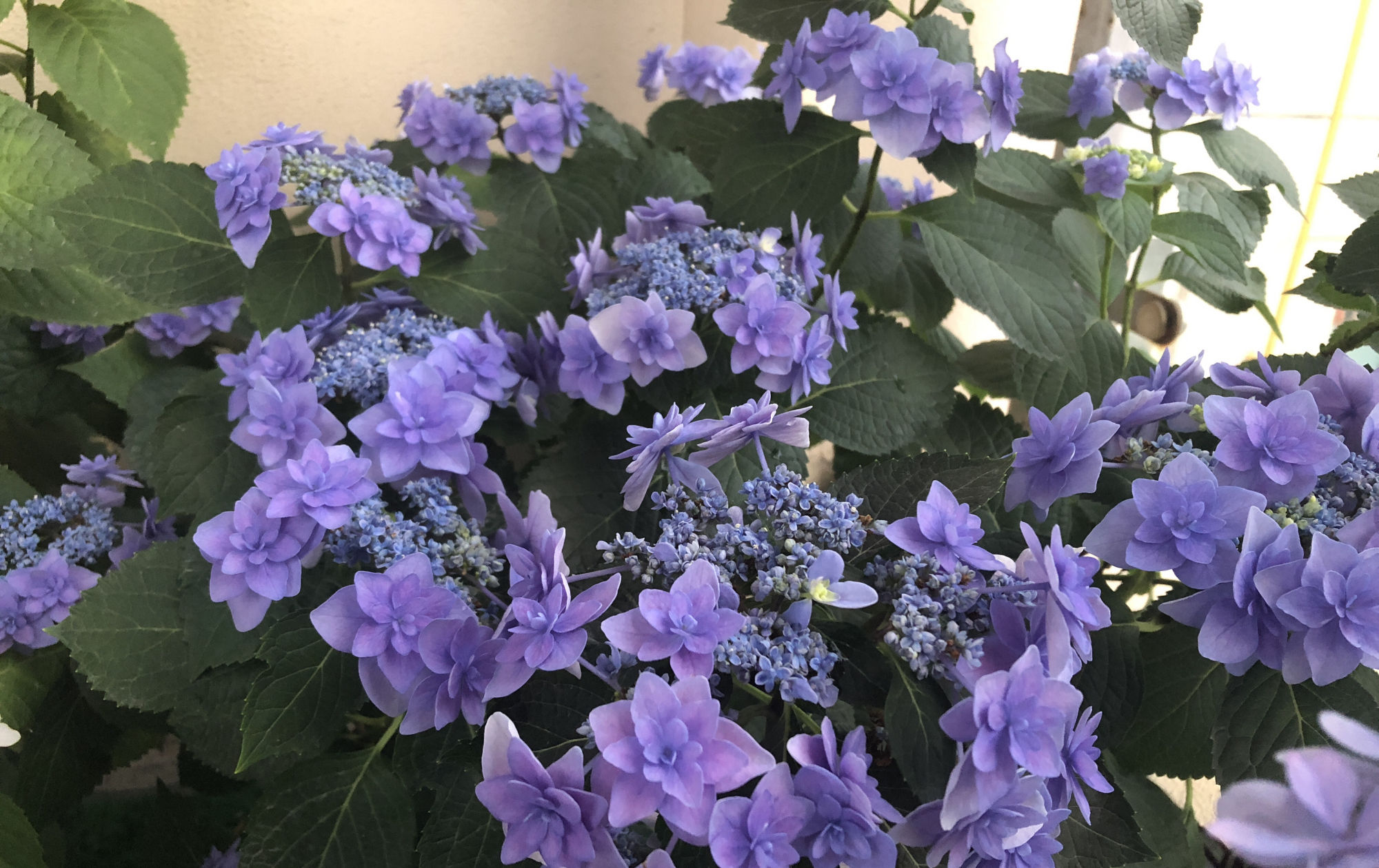 #出大#春季扦插绣球花有技巧,选对枝条是关键,一个月就能出大花苞