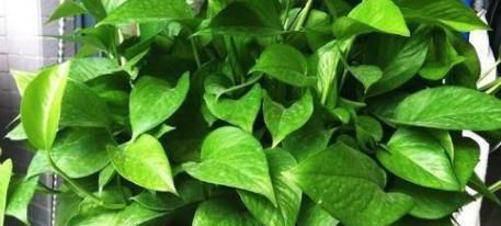  不难|七分水、三分肥养花：生长期、花期用对肥，植物长个、开花不难
