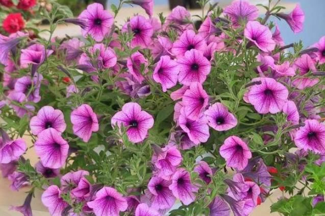 『呼呼』矮牵牛养护四秘诀,四季花不断,每次都爆盆,花瓣呼呼开