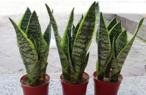  「虎皮兰」这种花，有水就能活，施肥修剪都省了，丢土里就旺盛！
