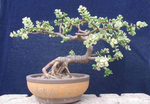 变身|简单几步,让普通的金枝玉叶盆栽,变身超美老桩盆景!