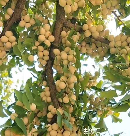 农村别的果子都被摘了，唯独它烂到树上，都没人摘，网友：不识货