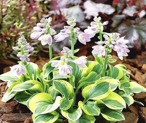  『植物』这“3种”植物，耐阴性强，还能除异味，卫生间养1盆，空气更清新