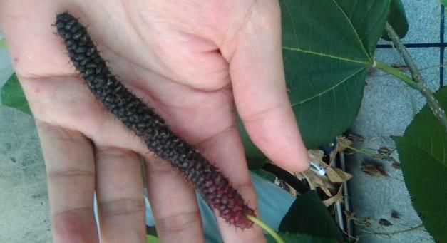  收益@农民种植它，亩收益一年近10万，却很少人愿意种，这是为啥？