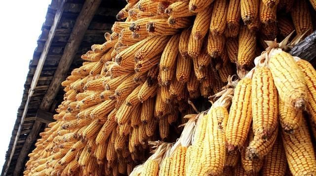 双春■2020，一年两立春，粮食贵如金？年景不好，粮食超贵，会