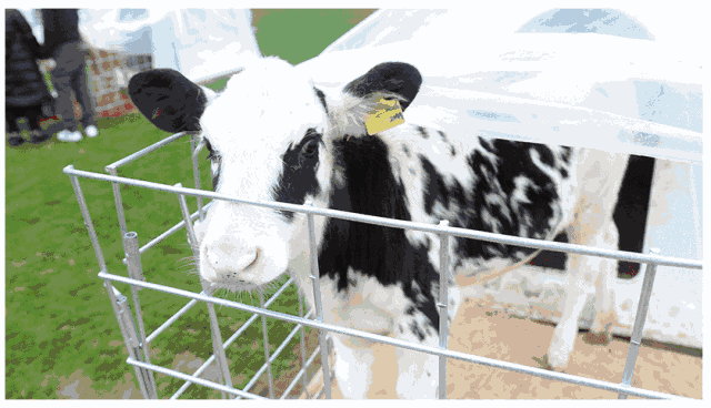 【两日游】5月11,九鲤溪竹筏漂流,泰顺云岚牧场,世界白茶村双动两日游